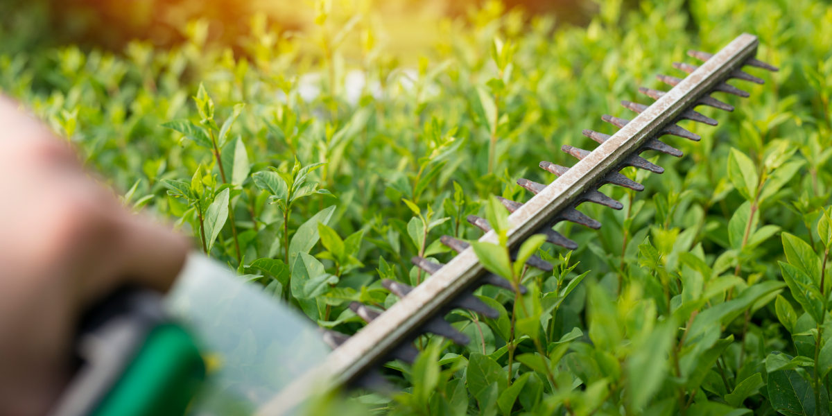 taille de haie Evreux