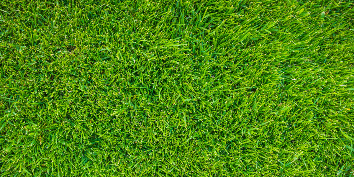 tonte de pelouse Evreux